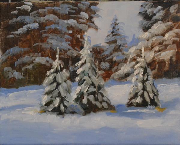 Pines in the Snow